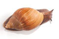 Achatina achatina monochromatica adult